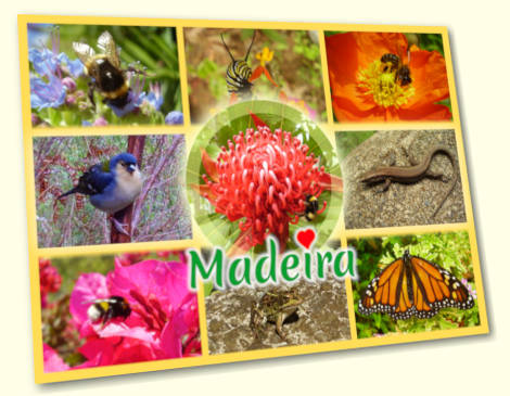 Animals of Madeira postcard